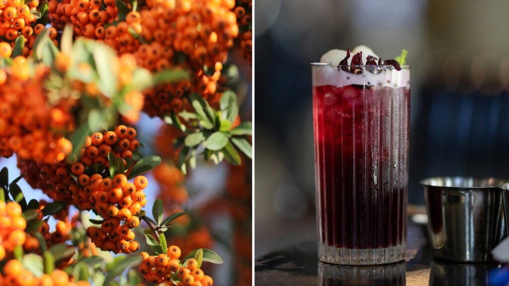 High vitamin C sources: sea buckthorn berries and hibiscus tea