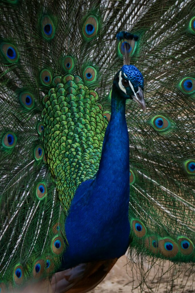 Close up image of a male peacock splaying its feathers. Fan maker Lee Han-kyu, Lee Kwang-gu's (이광구) father, raised them at one point to study their feathers' geometry and inform his designs.