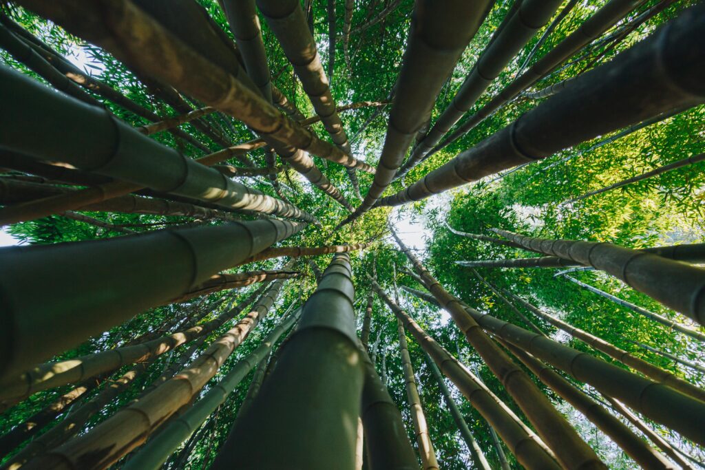 Looking up at a bamboo forest. Fan maker Lee Kwang-gu (이광구)uses 3-4 year old bamboo to create the spokes for his gongjak-seons (공작선 or peacock fans).