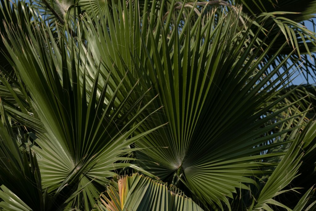 Abundant fanning rontal (Borassus flabellifer) leaves used to make everything from woven mats and water scoops to food wrapping and lontar manuscripts in ancient Southeast Asia.